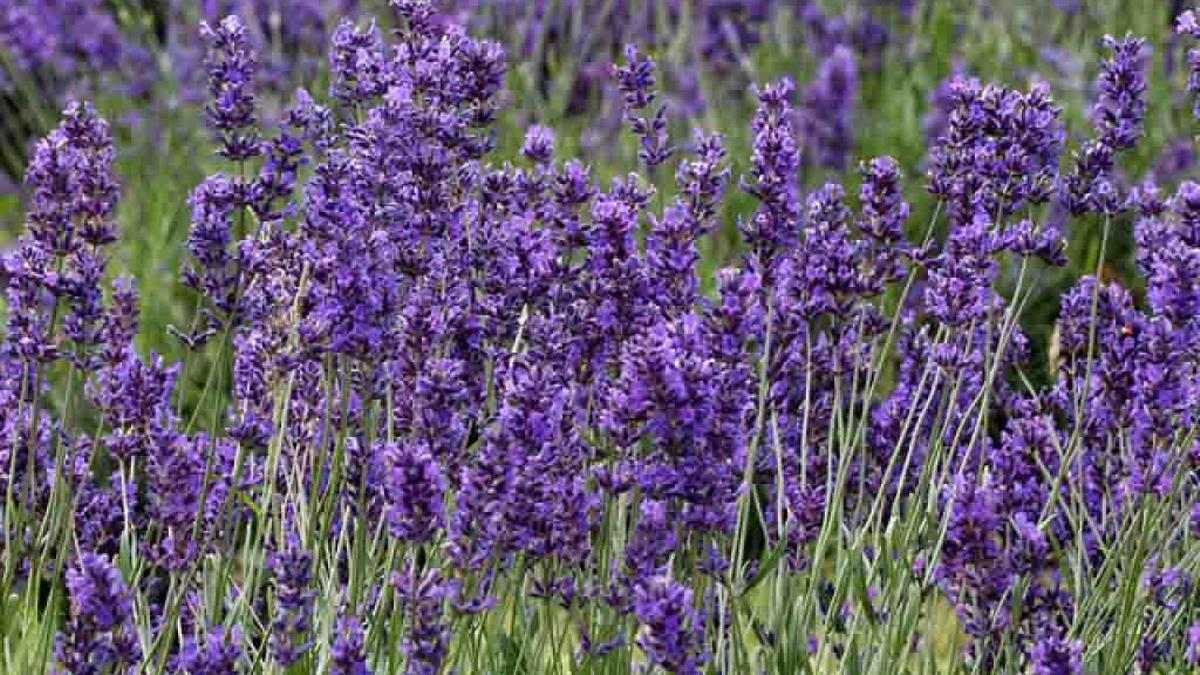 Flores de lavándula o lavanda