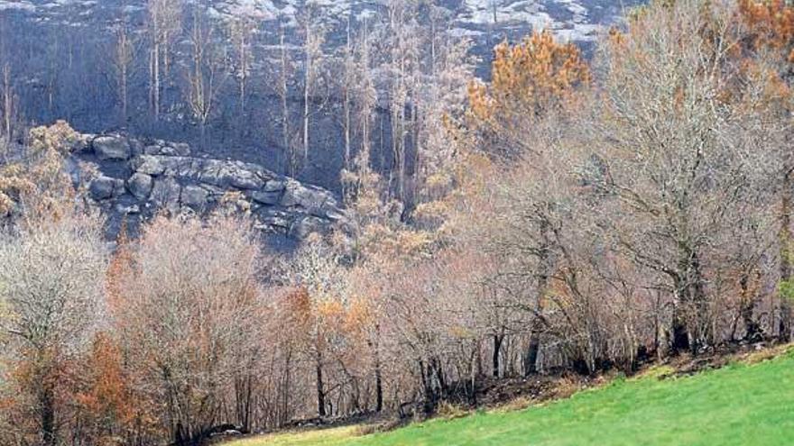 Una de las zonas devastadas por el incendio del sábado 31 de marzo en las Fragas do Eume. // C. Pardellas