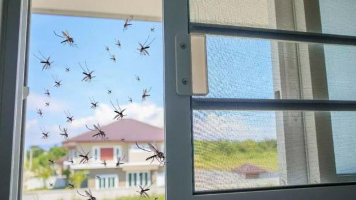 Mosquitos en una ventana