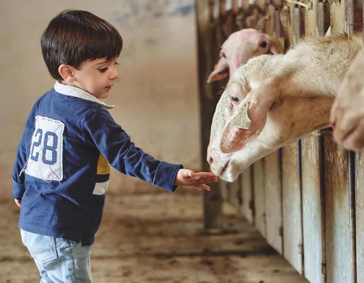 Un niño da de comer a ovejas en la quesería de Zamora.