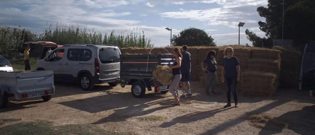 Actividad de recogida en campos de Catarroja del Banc de la Palla de l&#039;Arròs.