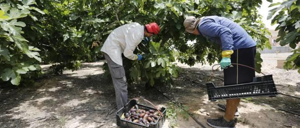 El retorno de inmigrantes pone contra las cuerdas al campo de Elche