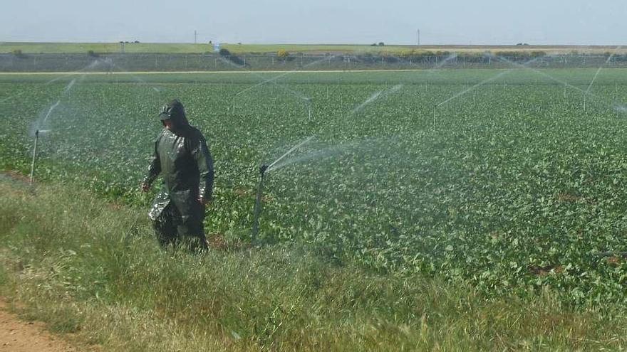 Un agricultor zamorano, en plena temporada de riego en sus tierras.