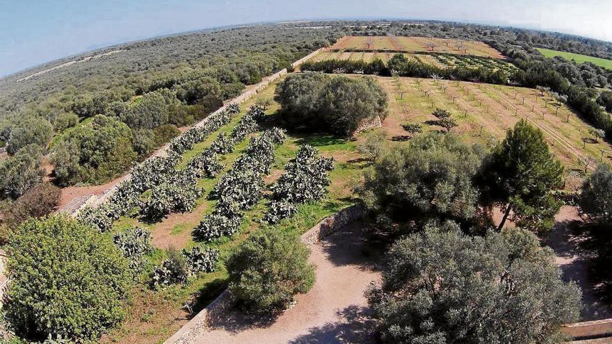 Parte de los terrenos de la zona de s´Àguila en Llucmajor.