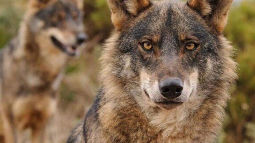 ASAJA y COAG alegan contra la protección “sin rigor” del lobo
