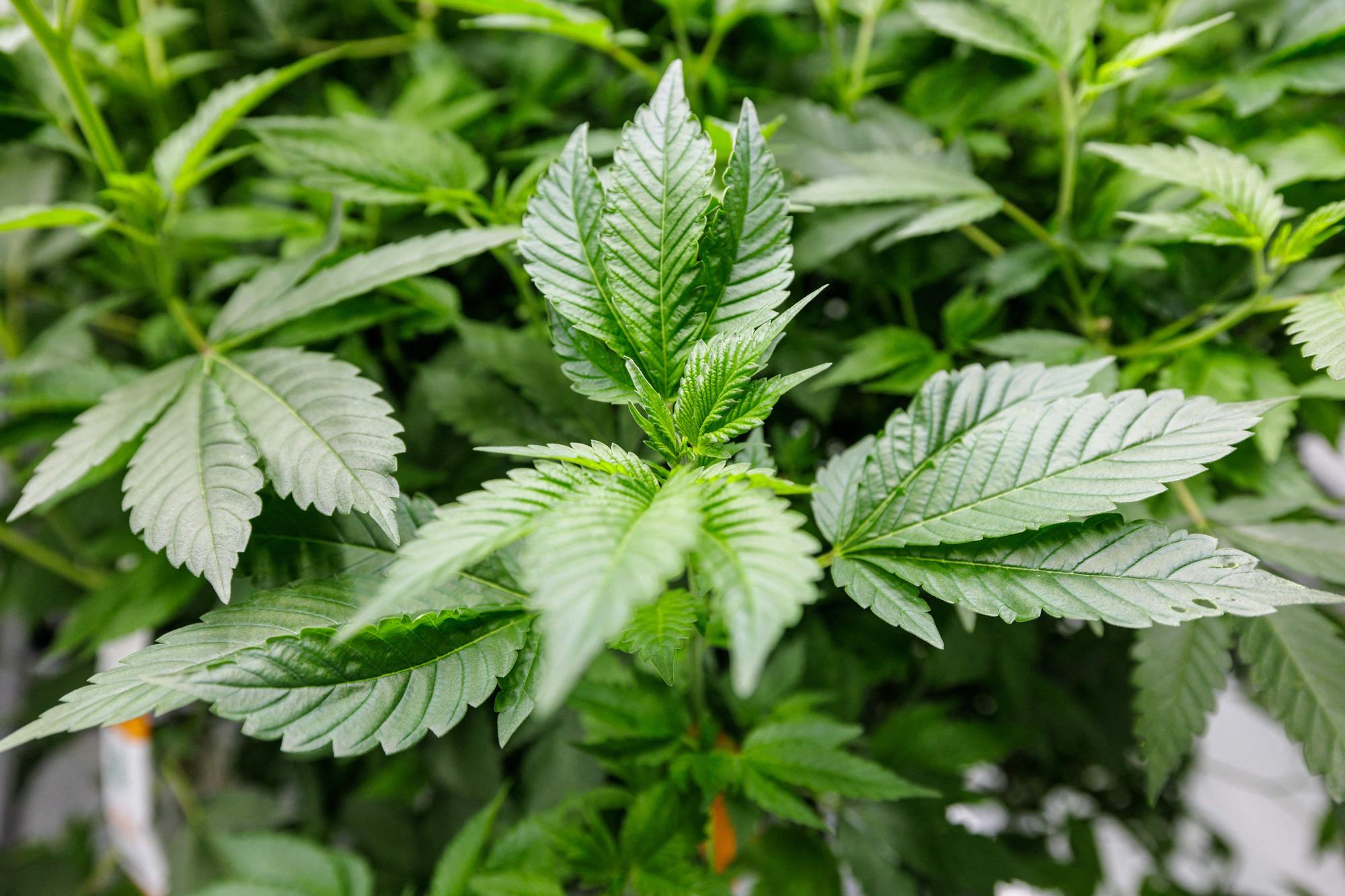 Plantas de cannabis de la compañía farmacéutica alemana Demecan, en Ebersbach, cerca de Dresde, destinadas a uso medicinal.