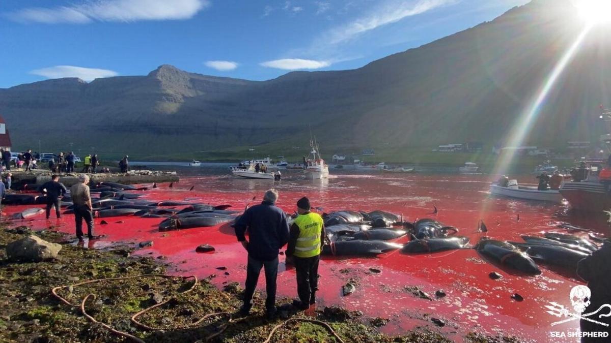 Los 1.428 delfines muertos en un día en islas Feroe: ¿Tradición o masacre?
