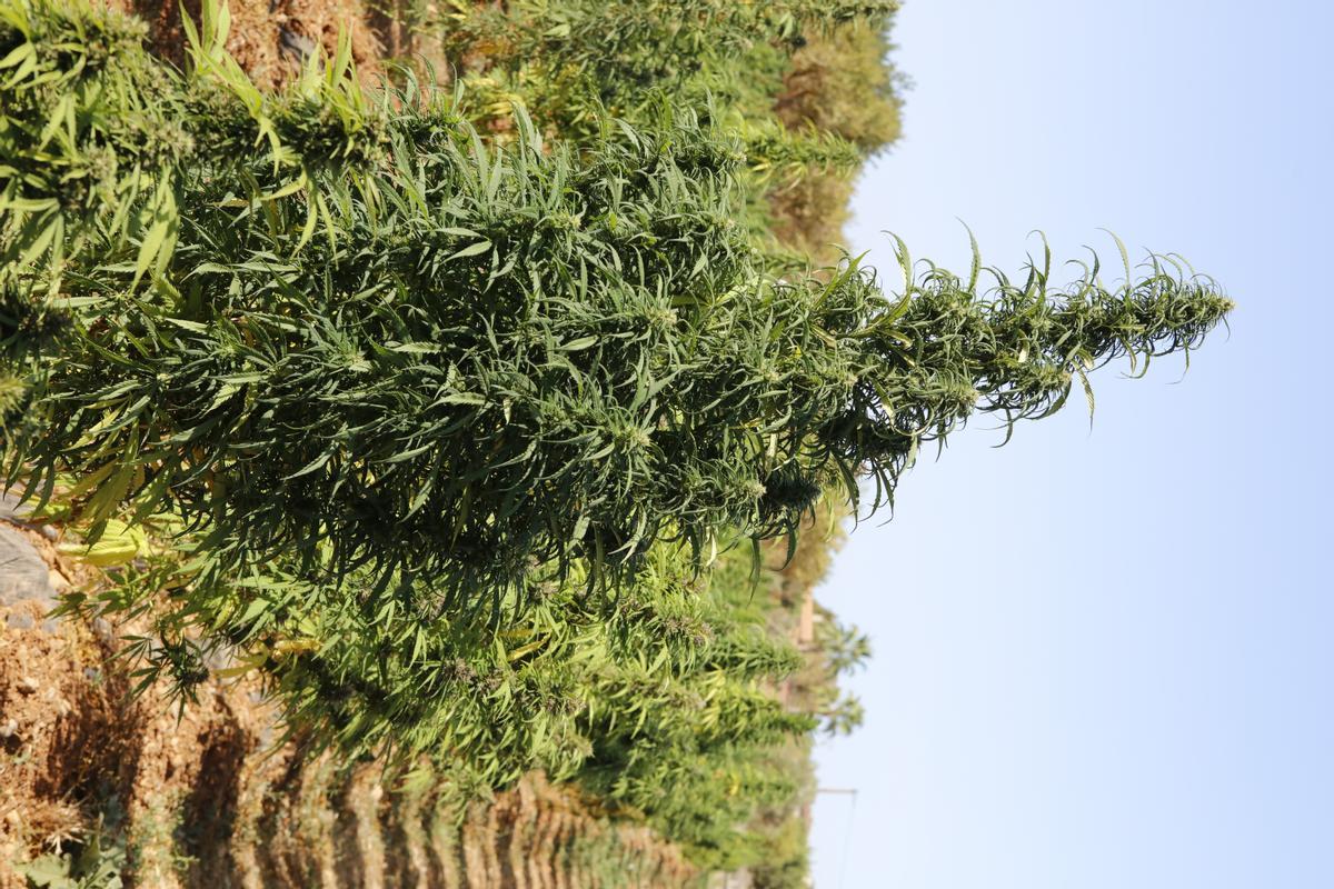 "Marihuana light" – Plantage auf Mallorca