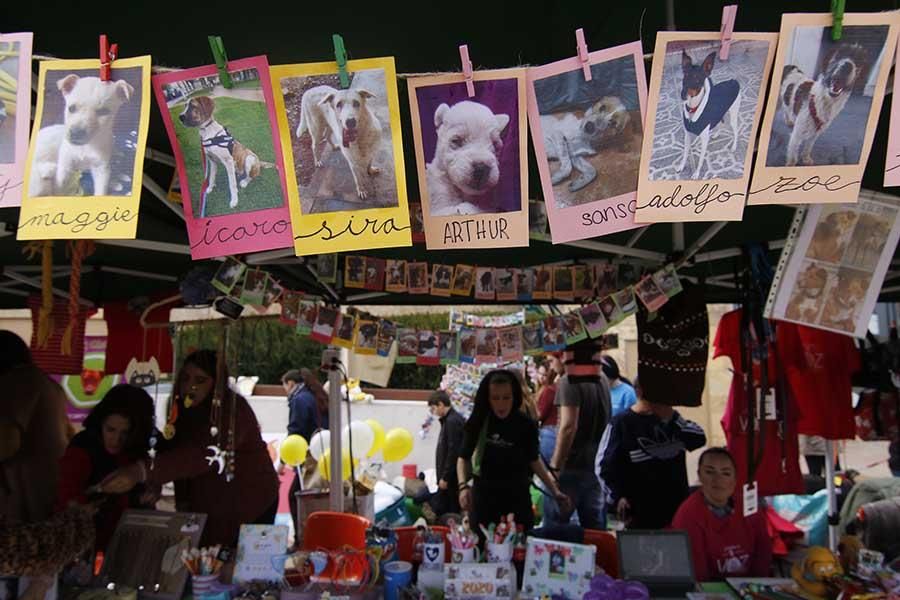 Una día muy perruno en la Canicross de Córdoba