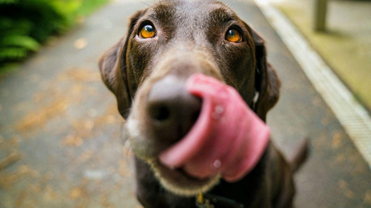Del Ártico al Tíbet, los perros desarrollaron características distintas según el clima, la alimentación y las funciones que desempeñaban junto a las comunidades humanas.