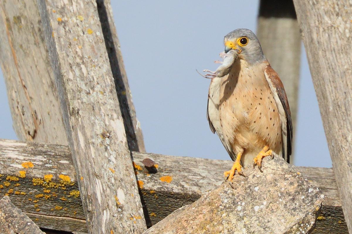 Ejemplar de cernícalo primilla.