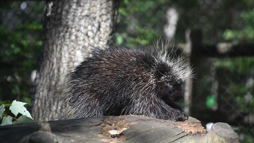 Científicos descubren un animal que parece de ciencia ficción: el erizo vampiro