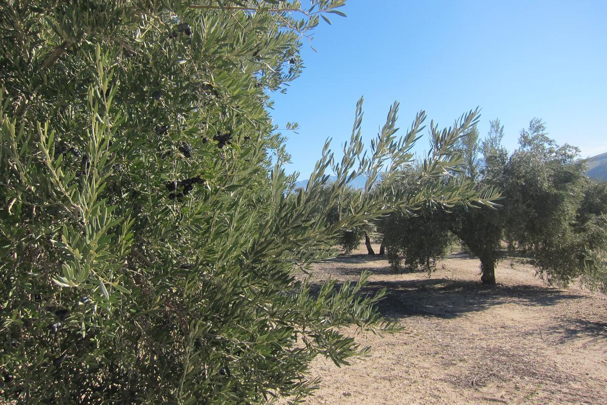 Explotaciones de olivares, en Alicante.