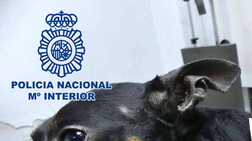 Recupera a su perro robado tras localizarlo en una página web y quedar con el vendedor