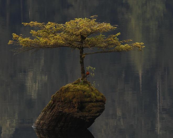 El 'bonsái' en mitad del Fairy Lake