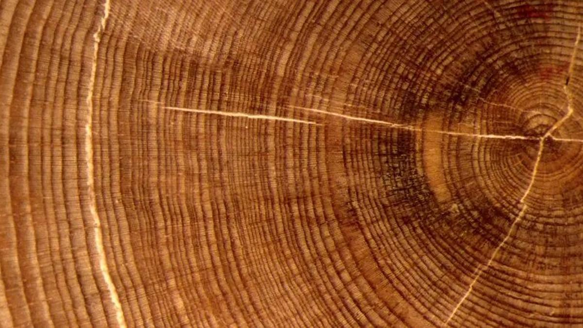 Los anillos de los árboles no sirven solo para conocer su tiempo de vida: las proporciones de isótopos en la celulosa del tronco del árbol son indicadores de sequía o humedad en el momento del crecimiento del árbol.