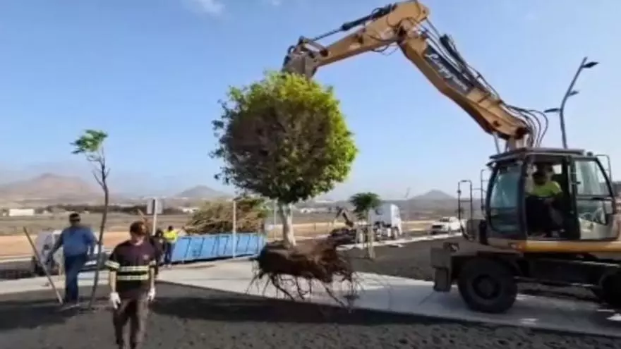 Traslado de árboles de la Plaza de Santa Elena al parque urbano en Playa Honda (San Bartolomé)