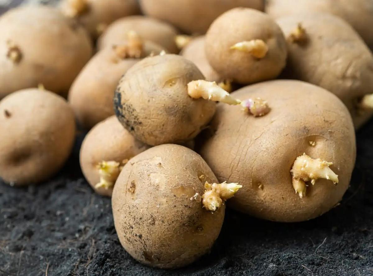 El truco fácil y sencillo para que no le salgan brotes a las patatas.