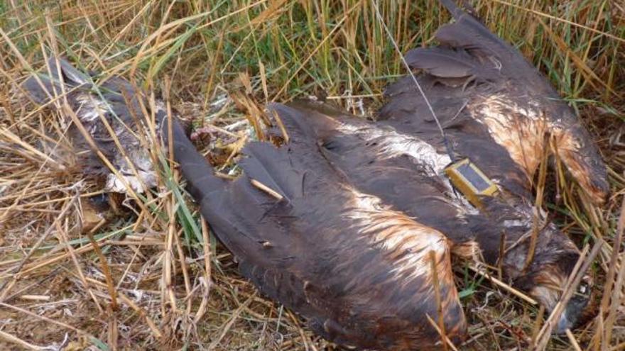 Uno de los aguiluchos laguneros marcados con un emisor que apareció muerto por envenenamiento.