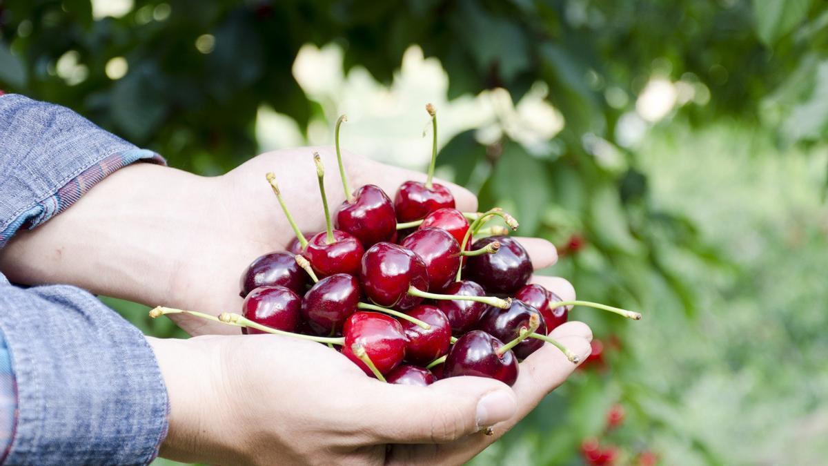 Cerezas como las que se podrán degustar en Gastrogusta en Plasencia, de jueves a domingo.
