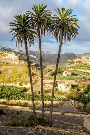 Árboles emblemáticos de Las Palmas de Gran Canaria