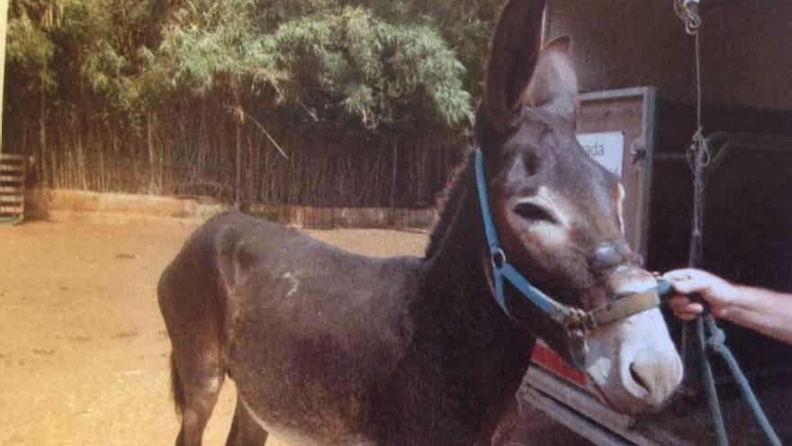 El animal, al ser rescatado de la finca en Costitx.