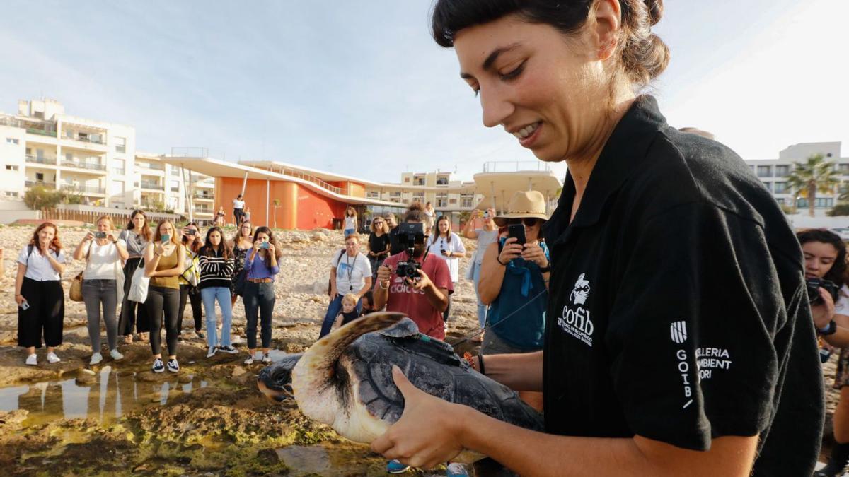 Suelta de una tortuga boba en es Caló de s’Oli