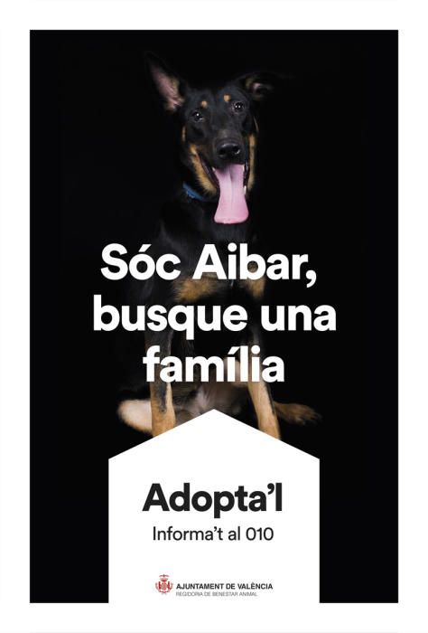 València pone cara y nombre a los perros de Benimàmet que buscan familia de adopción