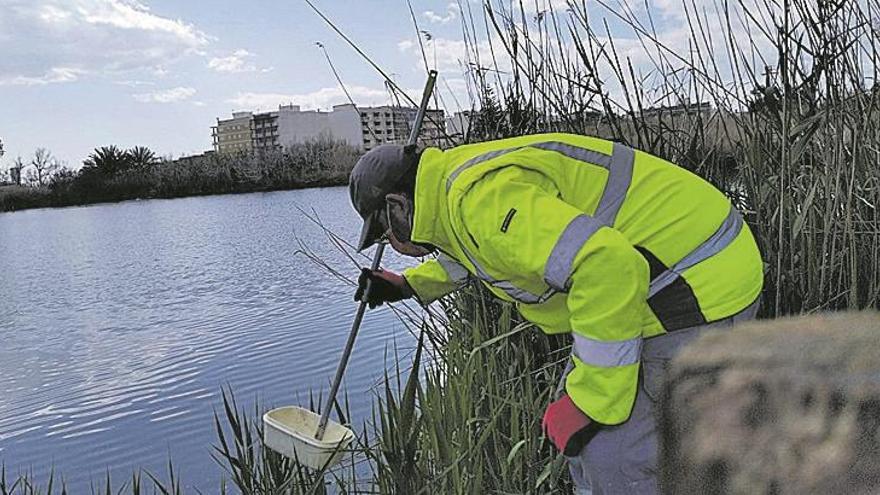 Más actuaciones contra los mosquitos en Nules