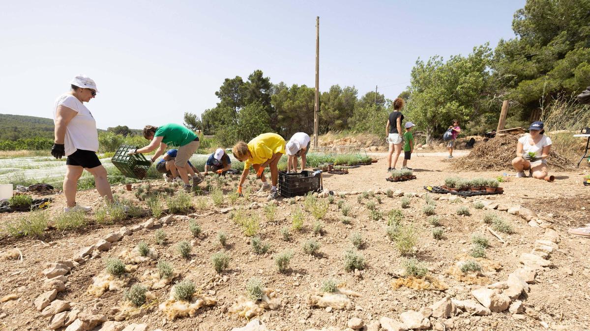 Imágenes del jardín de mariposas en Can Puvil, en Ibiza