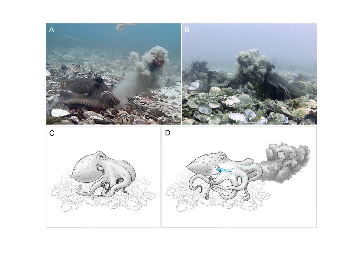 Lanzamiento de objetos por Octopus tetricus. A: El pulpo proyecta limo y algas a través del agua; B: un pulpo es golpeado por una nube de limo proyectada a través del agua por un congénere; C y D: mecánica del lanzamiento.