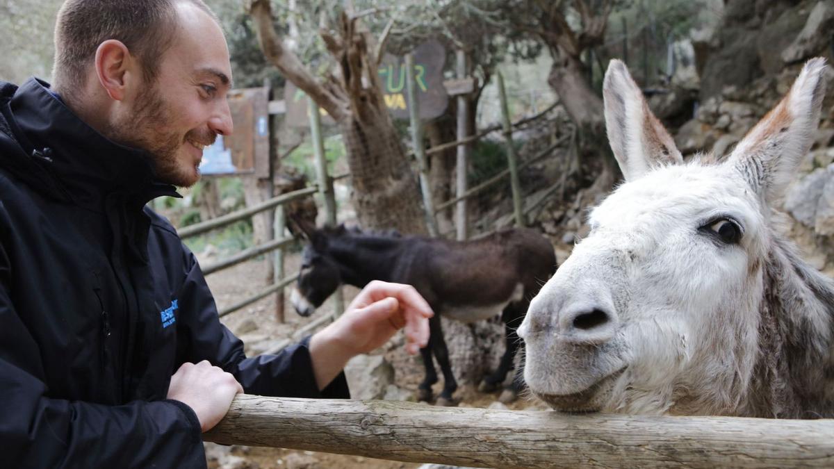 Parkleiter Llorenç Crespo mit der zutraulichen Eselin Selma.