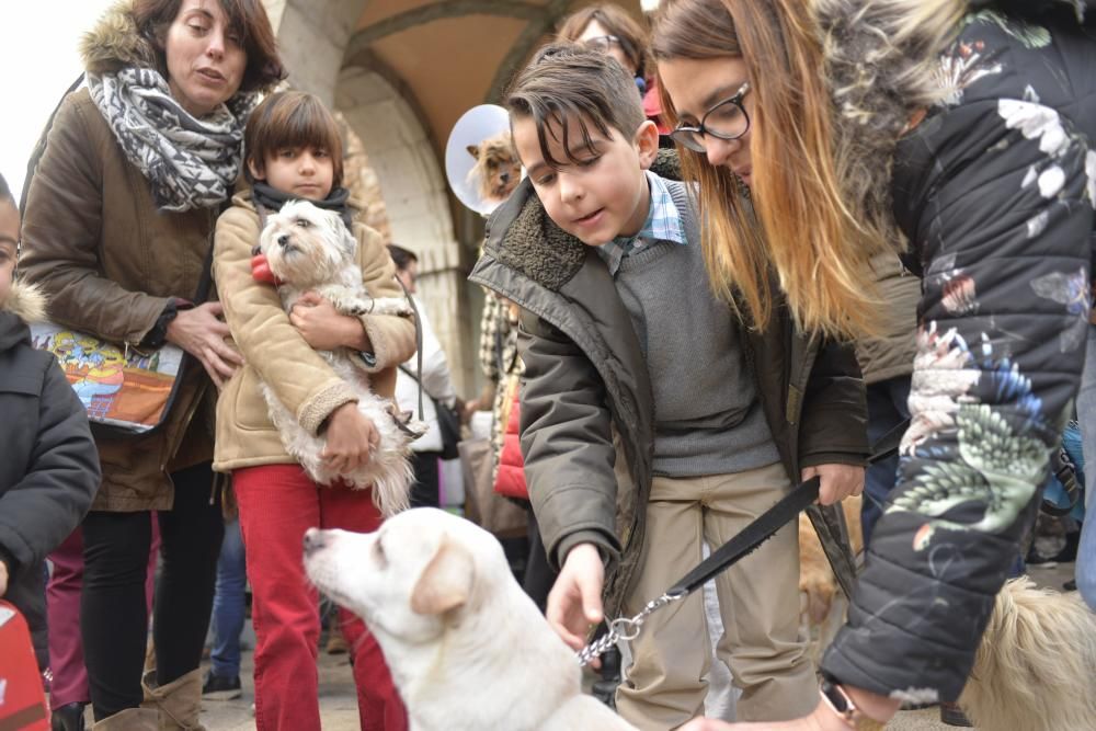 Bendición de mascotas en La Magdalena.