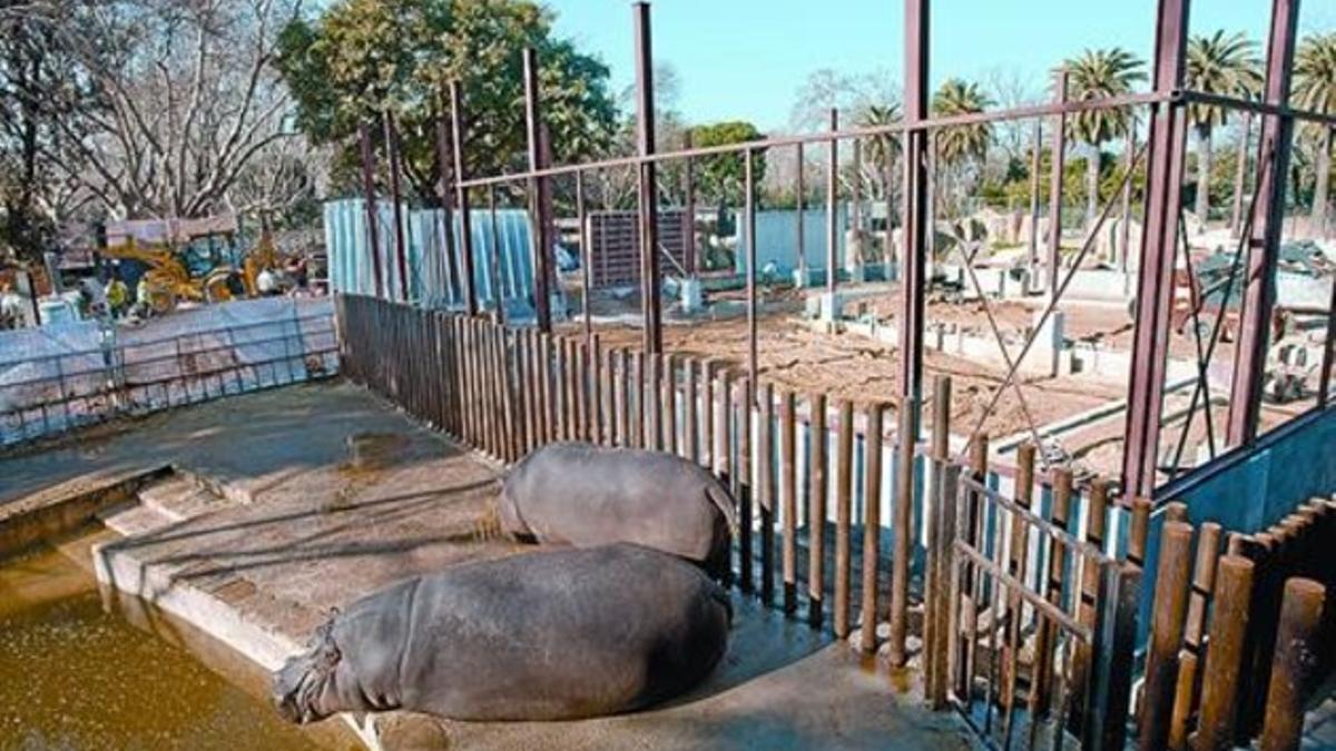 Obras en el nuevo espacio del Zoo para los elefantes, con dos hipopótamos en primer término.