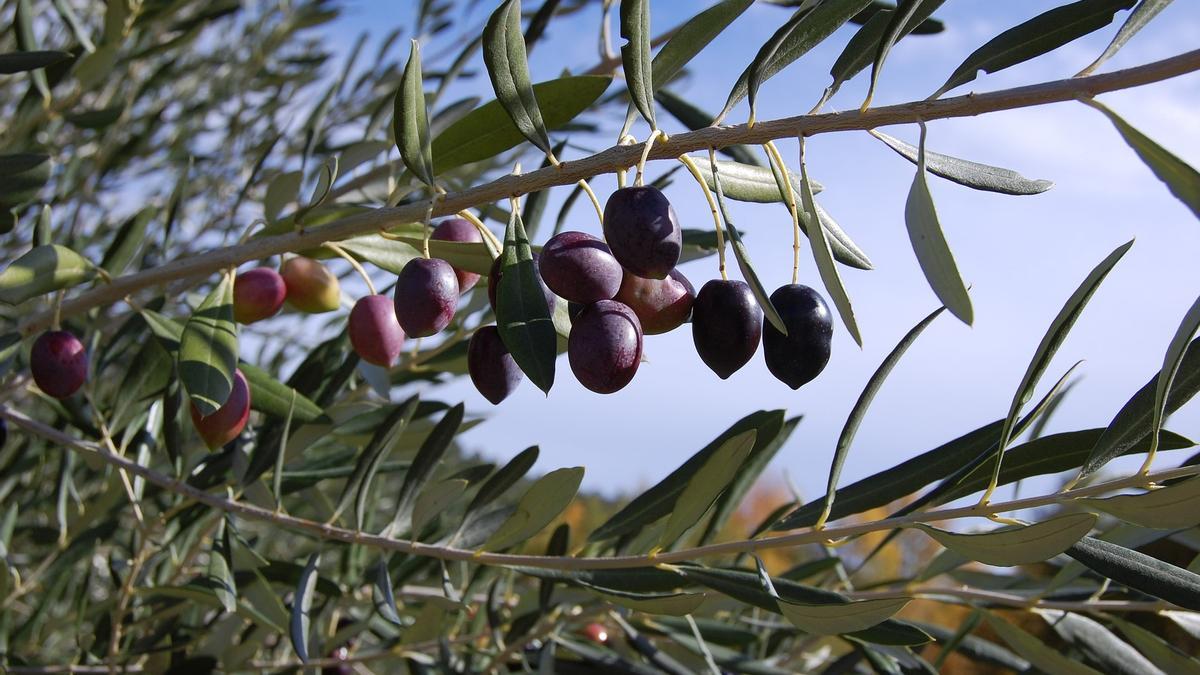 CropBalance es una es herramienta digital para conseguir cultivos sostenibles