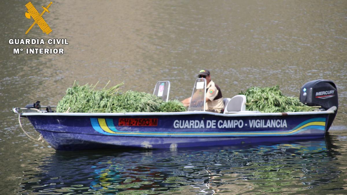 Un barco de la Guardia Civil recogiendo la marihuana de la macroplantación