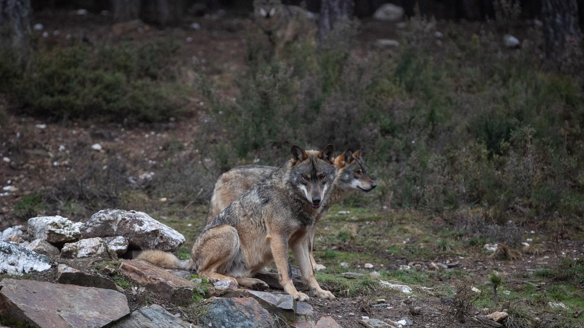 Lobos en el centro de Robledo