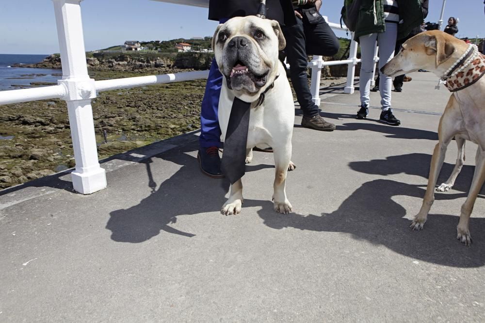 Gijón se promociona como destino vacacional para familias con sus mascotas