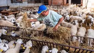 La ganadería de Castellón adelgaza: pierde 126.000 animales en un año
