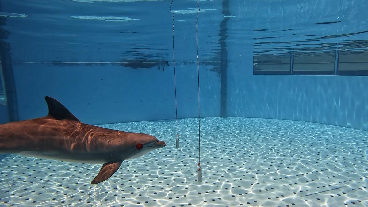 Imagen de uno de los experimentos desarrollados con los delfines del Loro Parque.