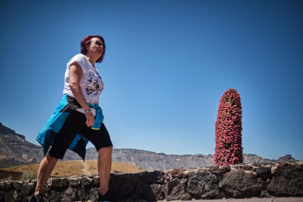 Tajinastes en flor en el Teide