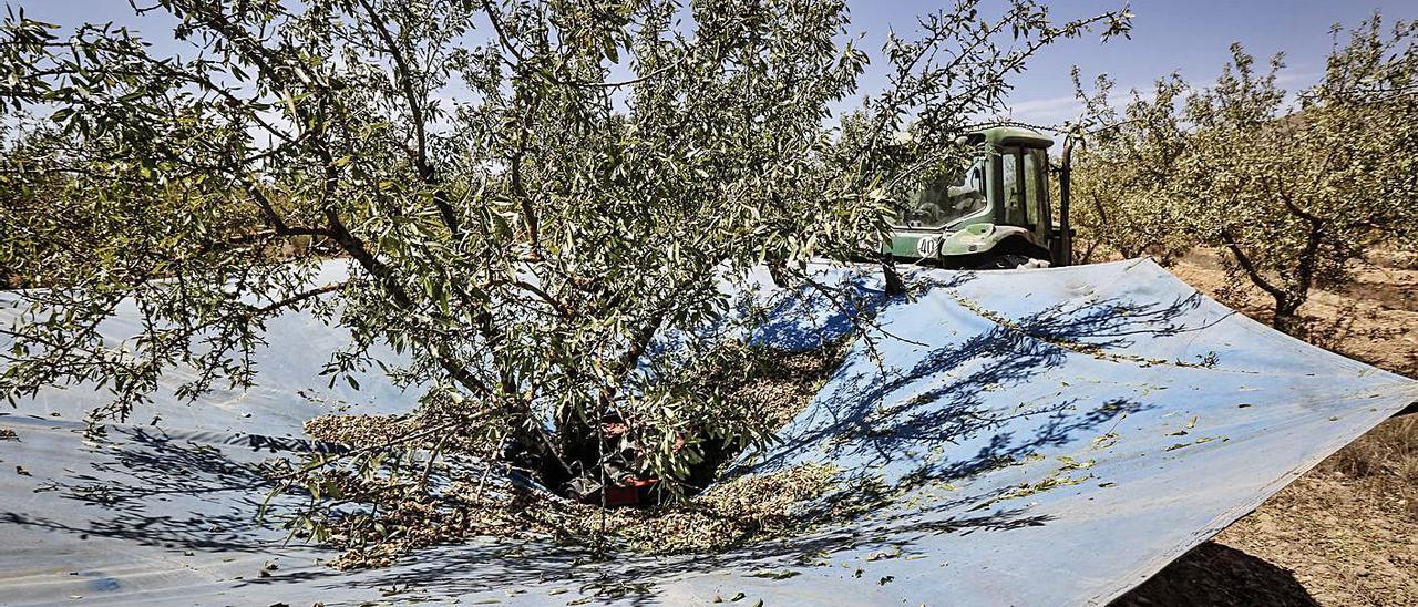 Recolecta de almendra en un campo de Villena.