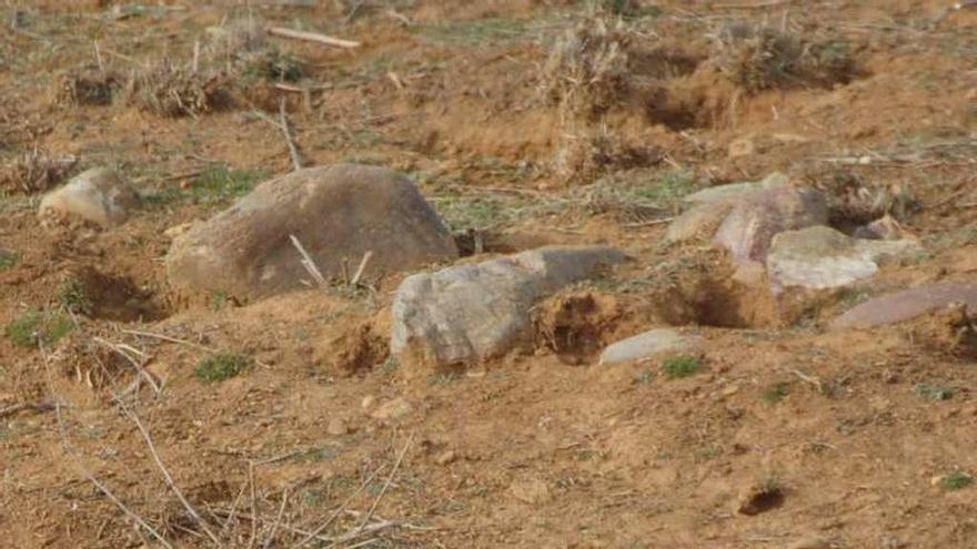 Un conejo toma el sol en las proximidades de una hura.