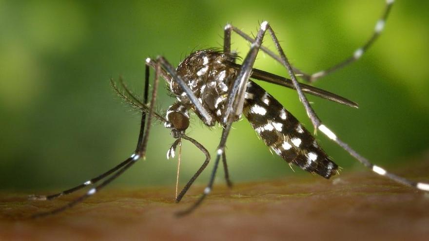 Exemplar de mosquit Aedes aegypti, transmissor del virus Zika