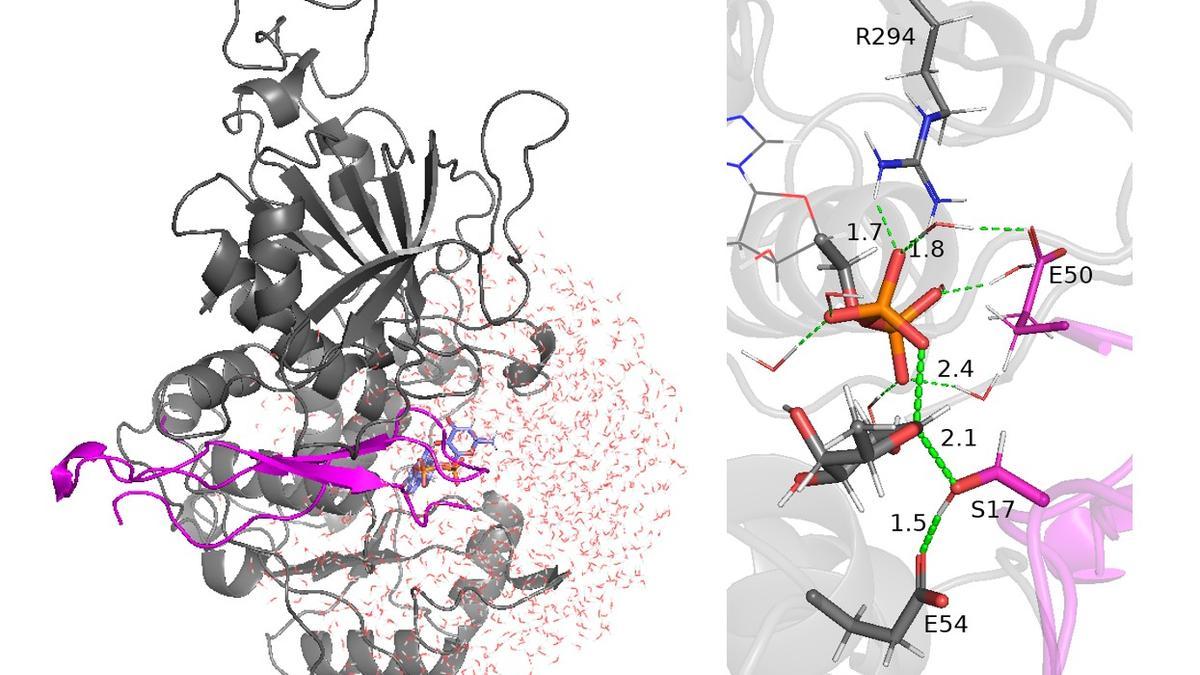 A la izquierda, modelo tridimensional de la enzima PoFUT2 en la que se observa el péptido (magenta) que va a ser glicosilado; y a la derecha, momento en el que tiene lugar la transferencia del azúcar (gris) al péptido (magenta). En verde discontinuo se indican los enlaces químicos que se están formando y rompiendo.