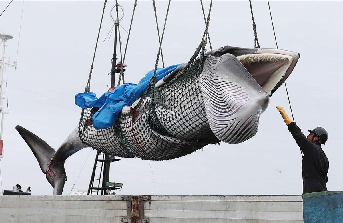 Una ballena Minke es descargada de un barco en el puerto de Kushiro en Japón este lunes. Las autoridades de Japón anunciaron que desde este lunes y hasta fin de año sus barcos capturarán 227 ballenas con fines comerciales, por primera vez desde 1982, después de que el Gobierno decidiera retirarse de la Comisión Ballenera Internacional (CBI).