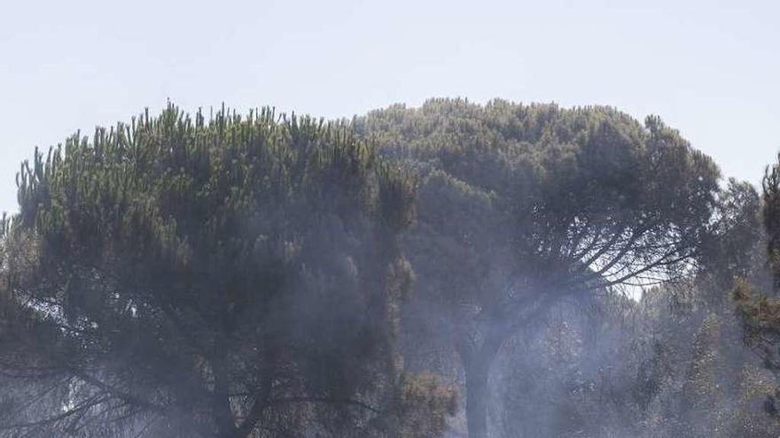 Un pinar con rescoldos todavía humeantes en Doñana. // Efe