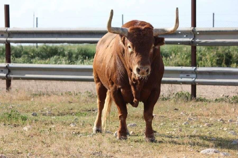 Toro Enmaromado 2017: Razonador