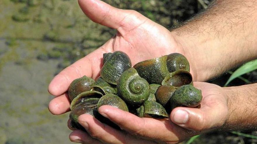 Exemplars de cargol poma trobats al delta de l&#039;Ebre, en una imatge d&#039;arxiu