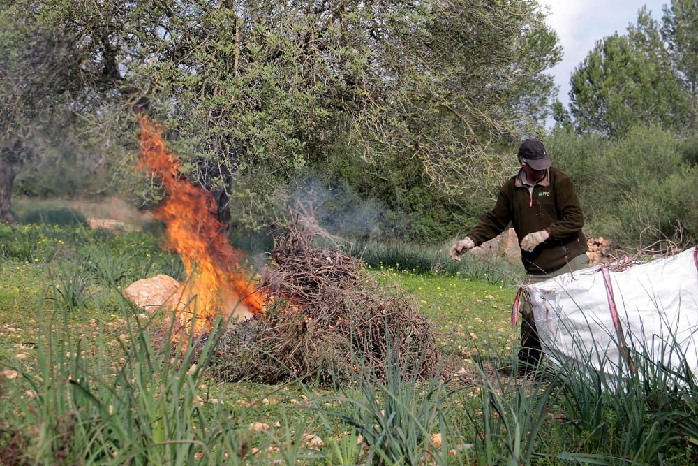 Talan y queman los dos romeros infectados por 'Xylella' de la UIB